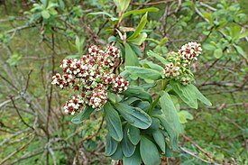 Сибирка гладкая (Sibiraea laevigata)