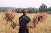 Rice farmer holding part of his harvest in each hand