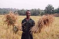 Image 47A farmer with his rice harvest in Sierra Leone. Two-thirds of Sierra Leone's population are directly involved in subsistence agriculture. (from Sierra Leone)