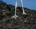 Unlike other waders, the pied avocet has webbed foot, and can swim well.