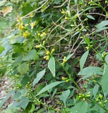 Photo showing elongated inflorescence