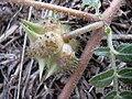 Якорцы (Tribulus terrestris)