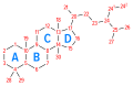 Numbering of the steroid nuclei