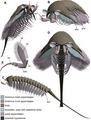 Image 63D model of Tanglangia longicaudata. en=endopod, ex=exopod (from Megacheira)