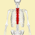 Position of   thoracic vertebrae. Animation.