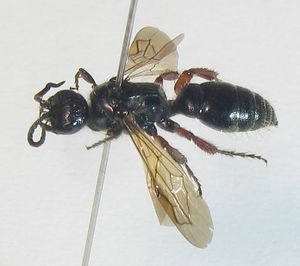 Tiphia sp. (굼벵이벌과)