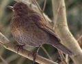 Turdus merula (female)