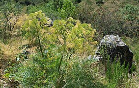 Ferula penninervis