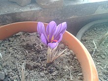 گل زعفران کشت شده در گلدان خانگی