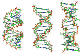 DNA