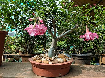 Adenium obesum