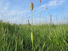 Description de l'image Alopecurus rendlei flower (02).jpg.