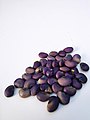 Highly toxic and emetic bean-like seeds, rich in the teratogenic alkaloid anagyrine (note superficial similarity to olive fruit)