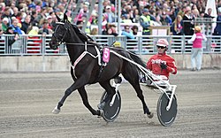 B.B.S.Sugarlight Elitloppet 2015.jpg