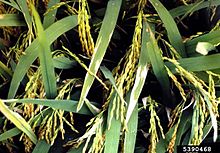 Xanthomonas oryzae pv. oryzae, bacterial blight of rice