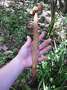 Outstretched hand holding a brown mushroom with stem about twice as long as the hand (from bottom edge of palm to tip of finger) and slightly thicker than a finger.