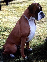 A red fawn Boxer