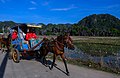 Angkutan bendi di Rammang-Rammang