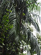 Feuilles (Kerala)