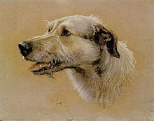 Irish Wolfhound painting