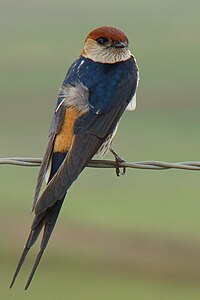 Cecropis cucullata (Drakensberg, South Africa)