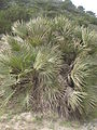 Chamaerops humilis