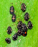 Larvae, pupae, and adult cactus lady beetles