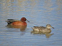 Male (left) and female