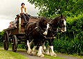 A nice image of a pair of NZ Clydesdales, showing the head. This could either replace the current plowing image, or be in addition to it.