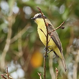 Конопа оливкова (Conopias trivirgatus)