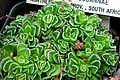 Crassula susannae