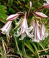 Crinum bulbispermum