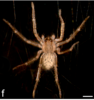 An American wandering spider (Cupiennius salei)