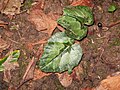 Cyclamen pseudibericum leaves