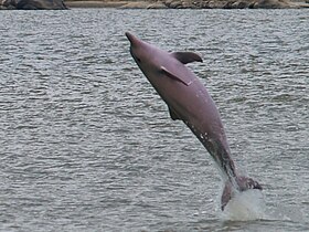 Sotalia fluviatilis no rio Orinoco.