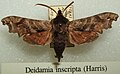 Deidamia inscripta