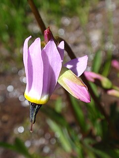 Description de l'image Dodecatheonalpinum.jpg.