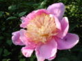 Paeonia lactiflora 'Doreen'