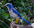Image 22The Florida scrub jay is found only in Florida (from Geography of Florida)