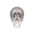 Vue tridimensionnelle animée du quatrième ventricule cérébral (en rouge).