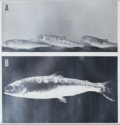 Yearling coho and chinook salmon freeze branded dorsally