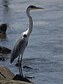 Garza mora (Ardea cocoi).