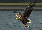 Seeadler