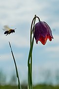 Fleur et abeille à l’approche.