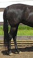 LIttle black mare's butt, summer with proper nutrition after I'd owned her a year or two. DNA tested homozygous black