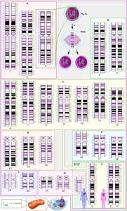 Karyogram of the human genome, by Mikael Häggström