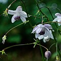 Anemonopsis macrophylla