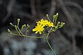 Sonchus leptocephalus