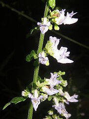 左の拡大。萼はほぼ等しく5中裂し、細かい毛が生える。花冠は青紫色で、筒部と裂片部の長さはほぼ同長、上唇は立ち上がって4裂し、上唇の中央部分に細かい紫色の斑紋があり、下唇は縁が内側に巻いたボート形になって水平に前方につき出る。