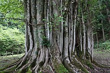 糸井の大カツラ（国指定天然記念物）、兵庫県朝来市和田山町。